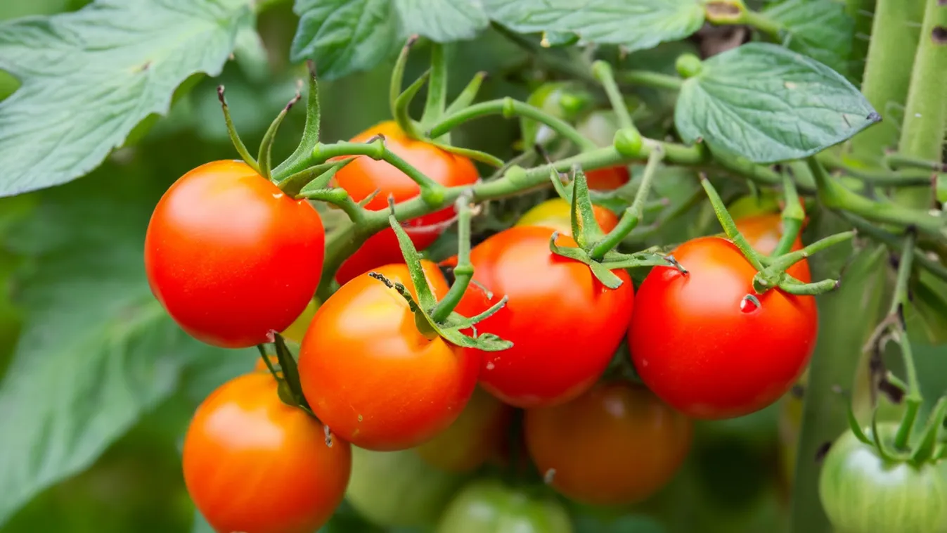 Ha ilyen paradicsompalántát nevelsz, szép lesz a termés