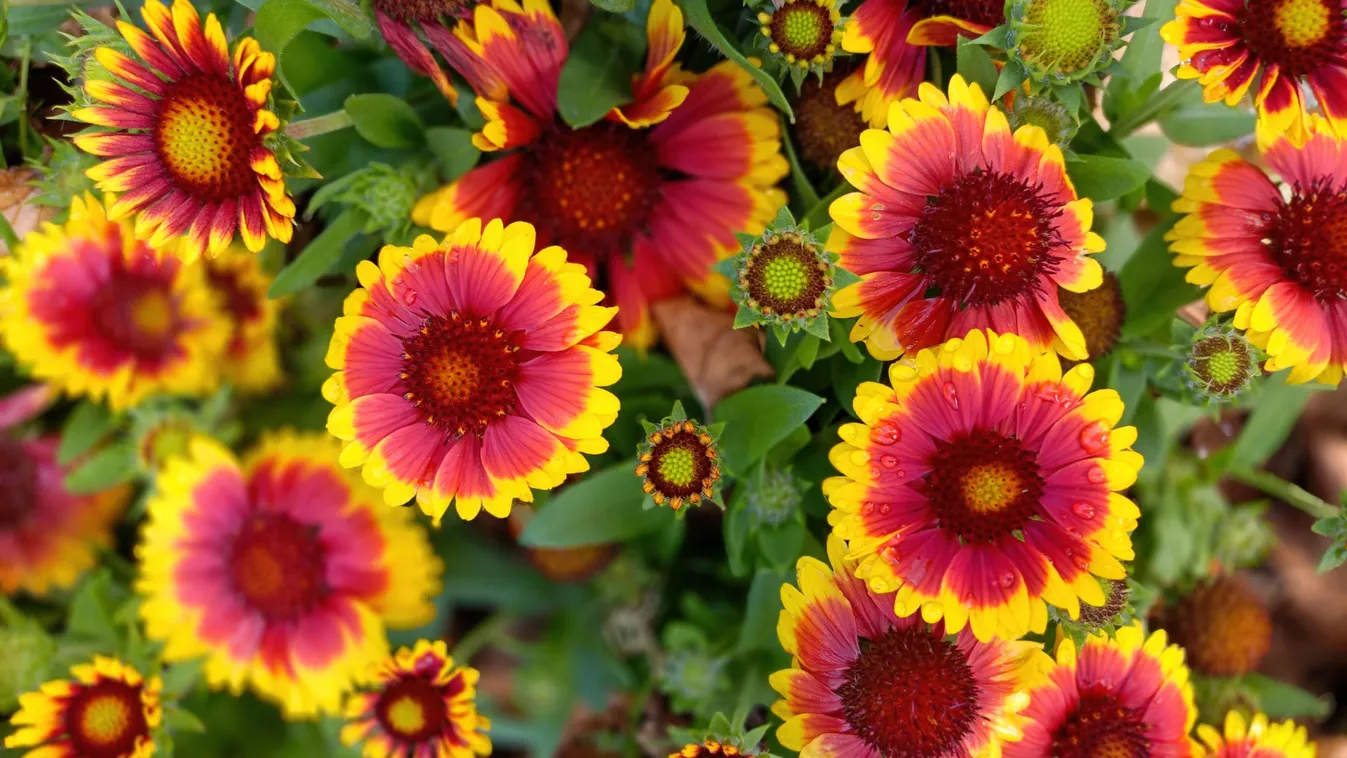 Máris ültesd el ezeket a virágokat, őszig pompázik a kert