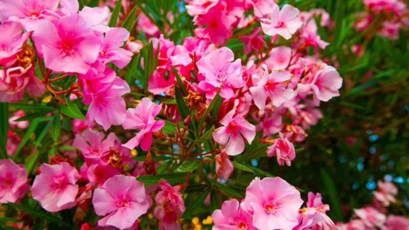 Fagyott leander megmentése