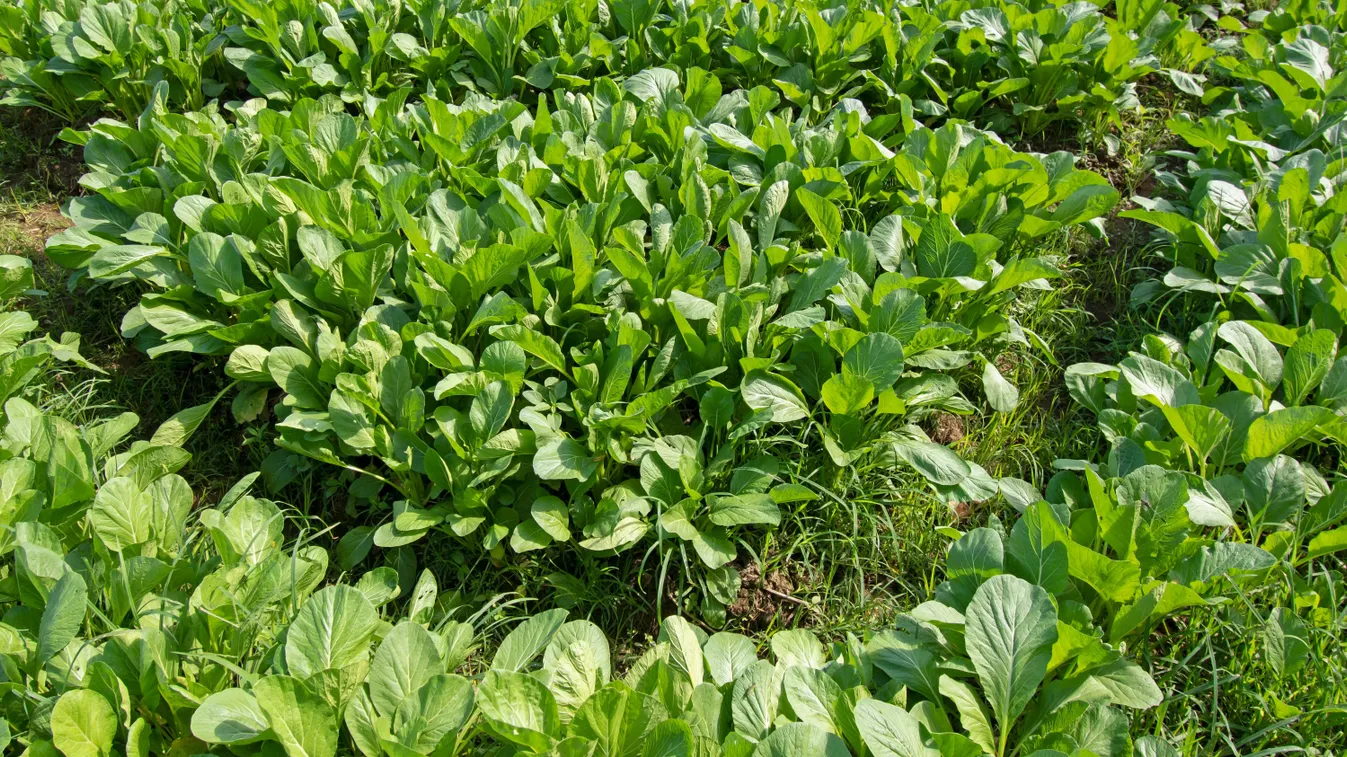 Szórj mustármagot a kertedbe, fantasztikus lesz a hatás