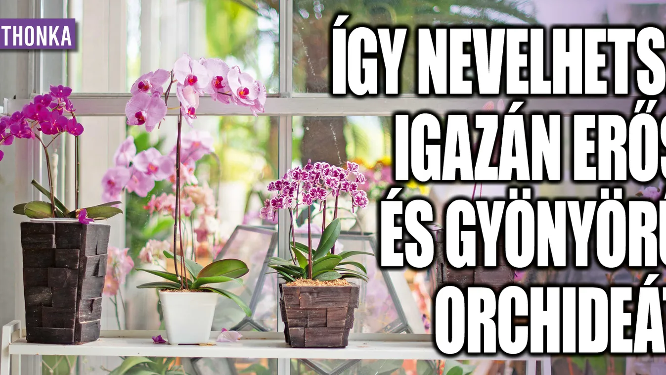 Így nevelhetsz igazán erős és gyönyörű orchideát