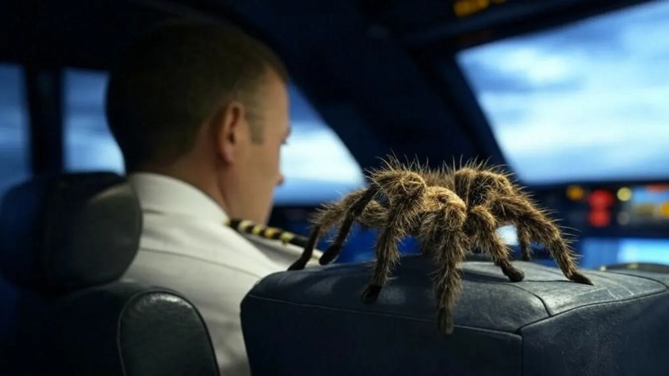 Tarantula marta meg egy repülő pilótáját utazás közben