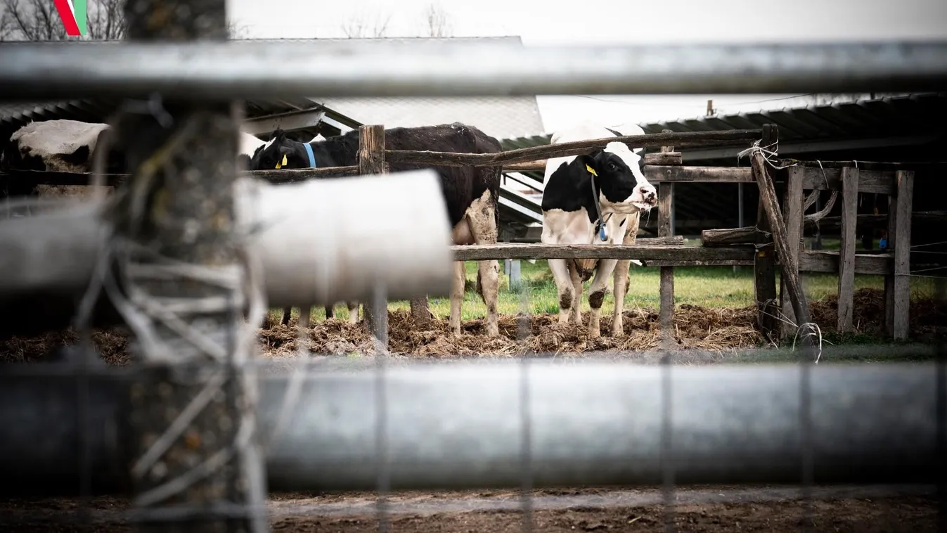 A turistákat is érinti a ragadós száj-és körömfájás járvány