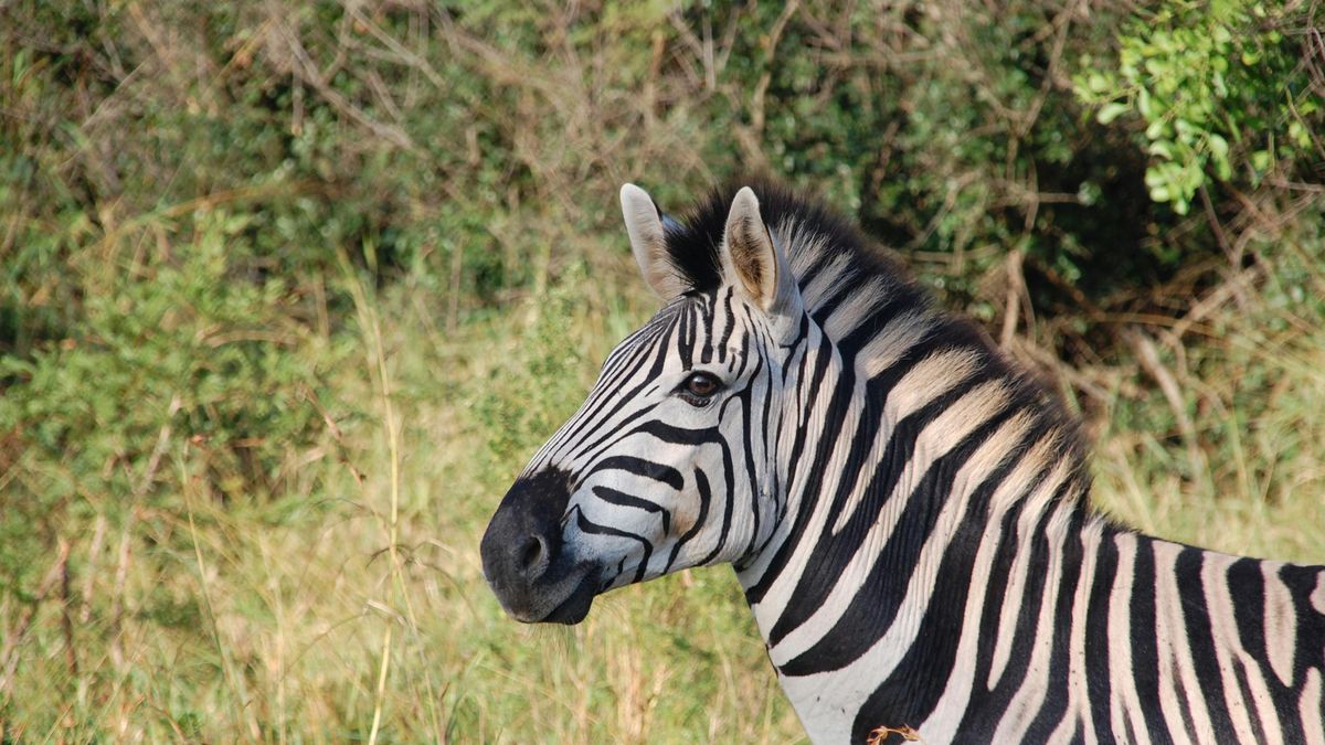 A Vál-völgye Vadásztársaság reagált a “Zebra-ügy” kapcsán