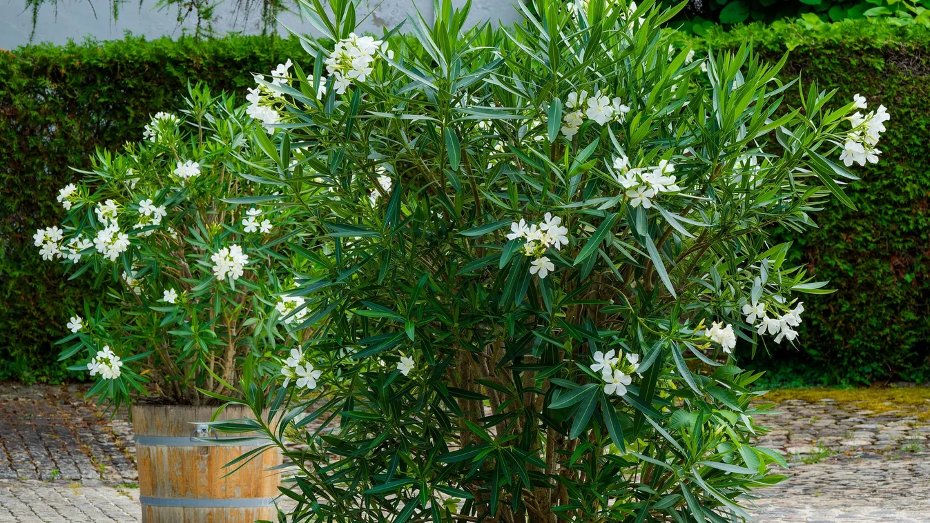 Ezt kell tenned most a leanderrel, méghozzá azonnal