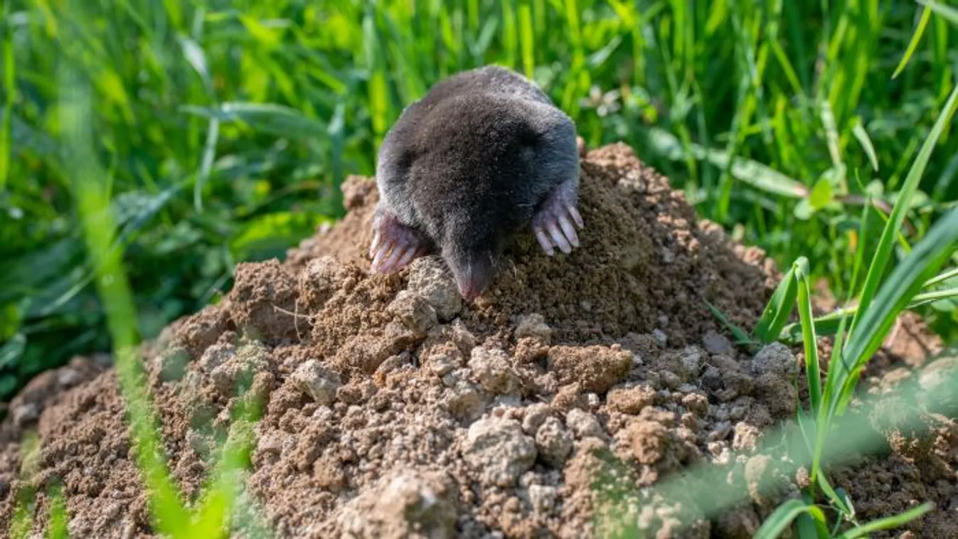 Ezekkel ez egyszerű növényekkel űzheted el a vakondot a kertedből