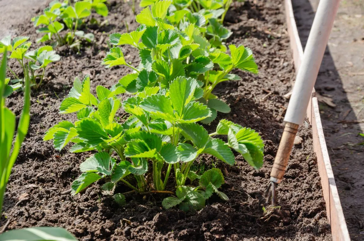 Tavasszal is fontos az eper gondozása.