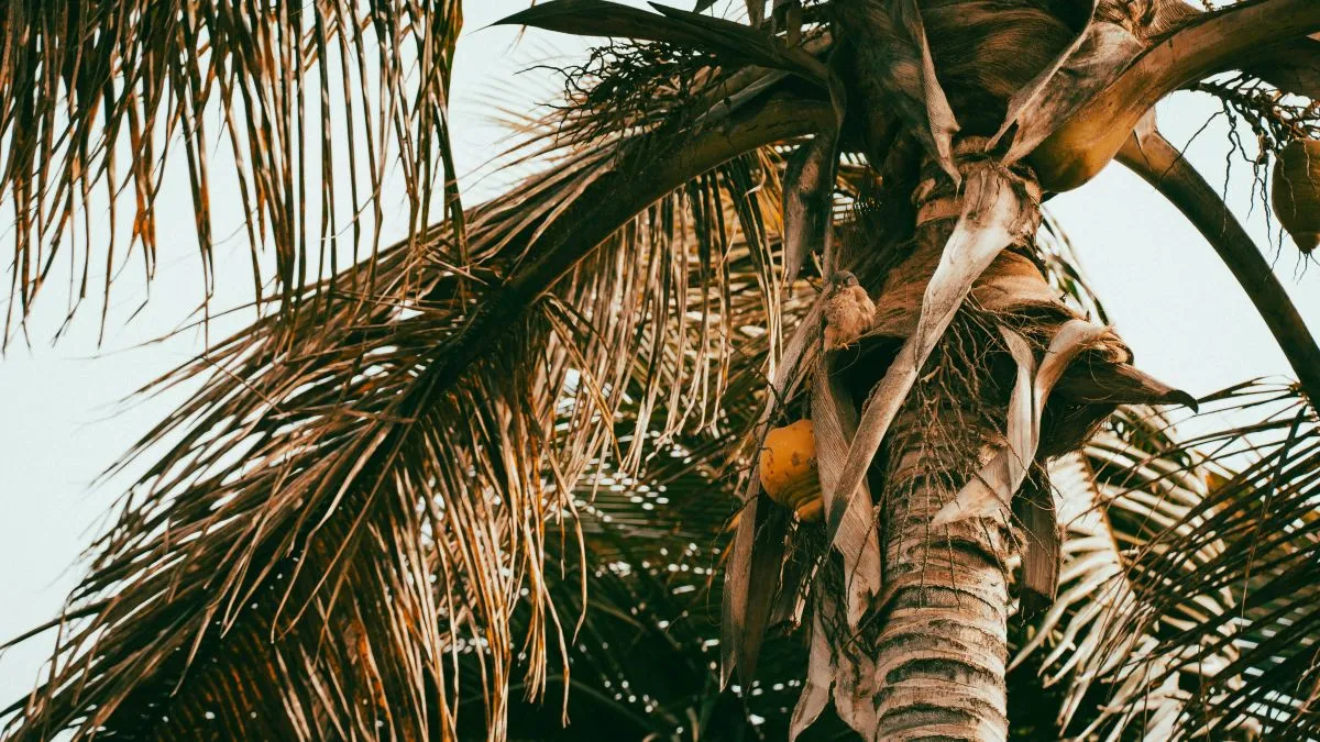 pálma, növény