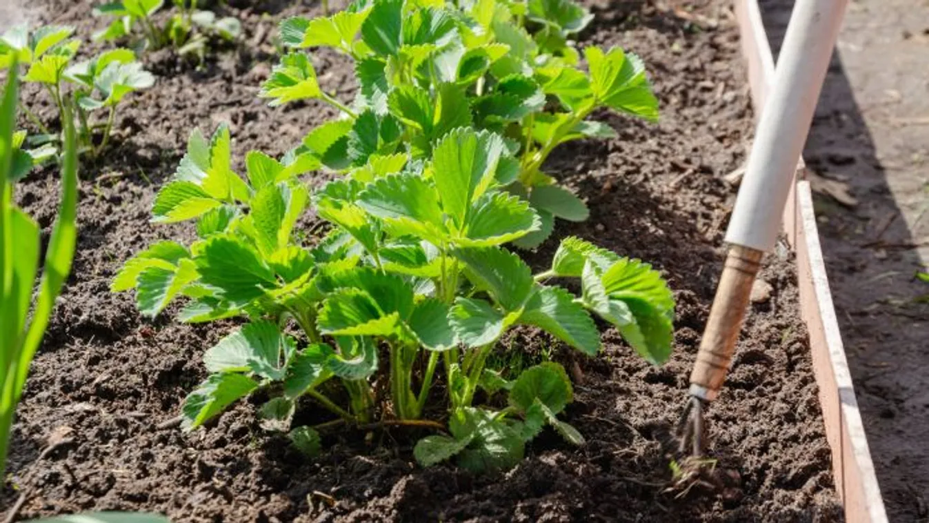 Ezt kell most tenned az eperpalántával