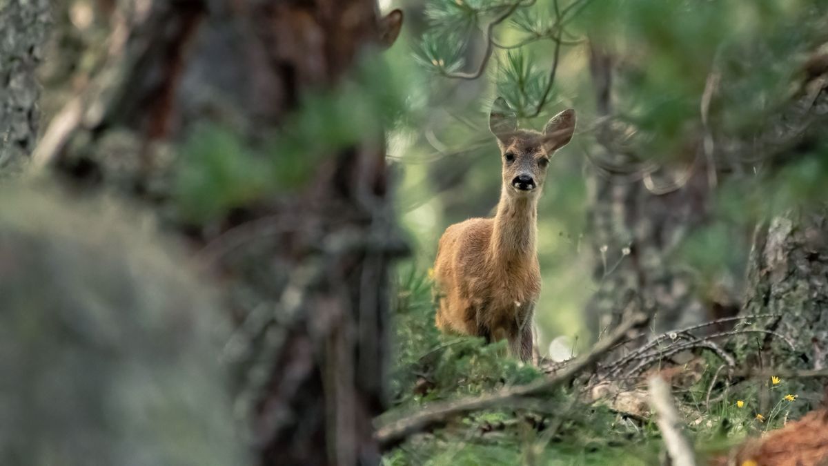 Őzek lepték el ezt a balatoni várost, az autók között kószálnak – Hihetetlen videó!