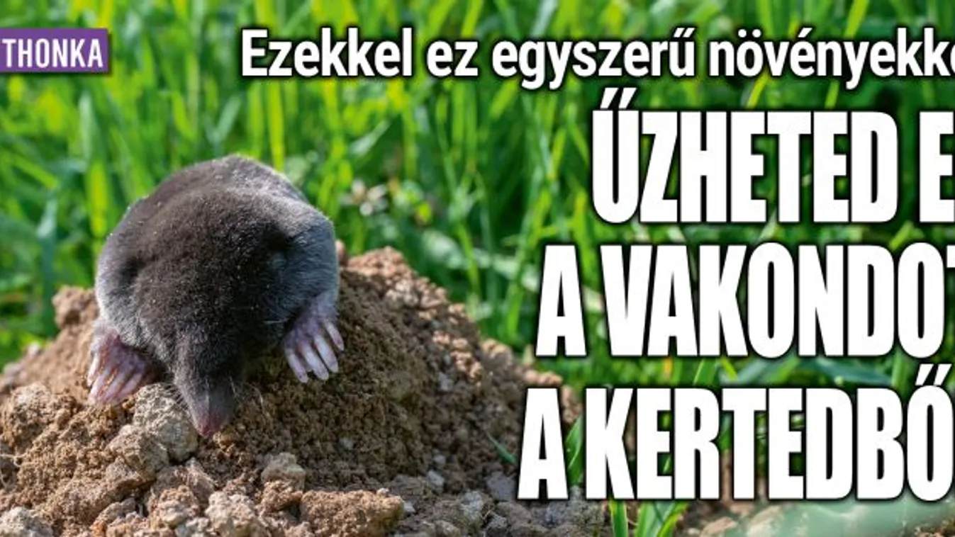 Ezekkel ez egyszerű növényekkel elűzheted a vakondot