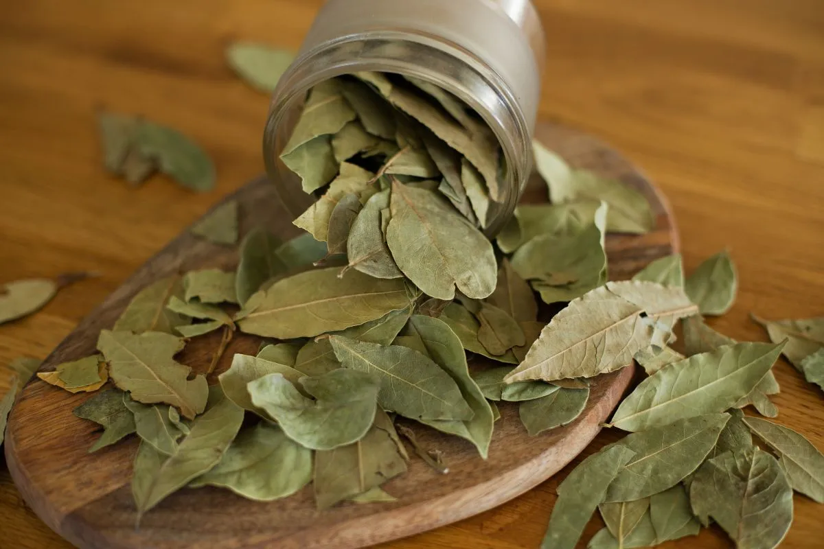 Babérlevél A,Lot,Of,Dried,Bay,Leaf,Lies,In,The,Reticulum,