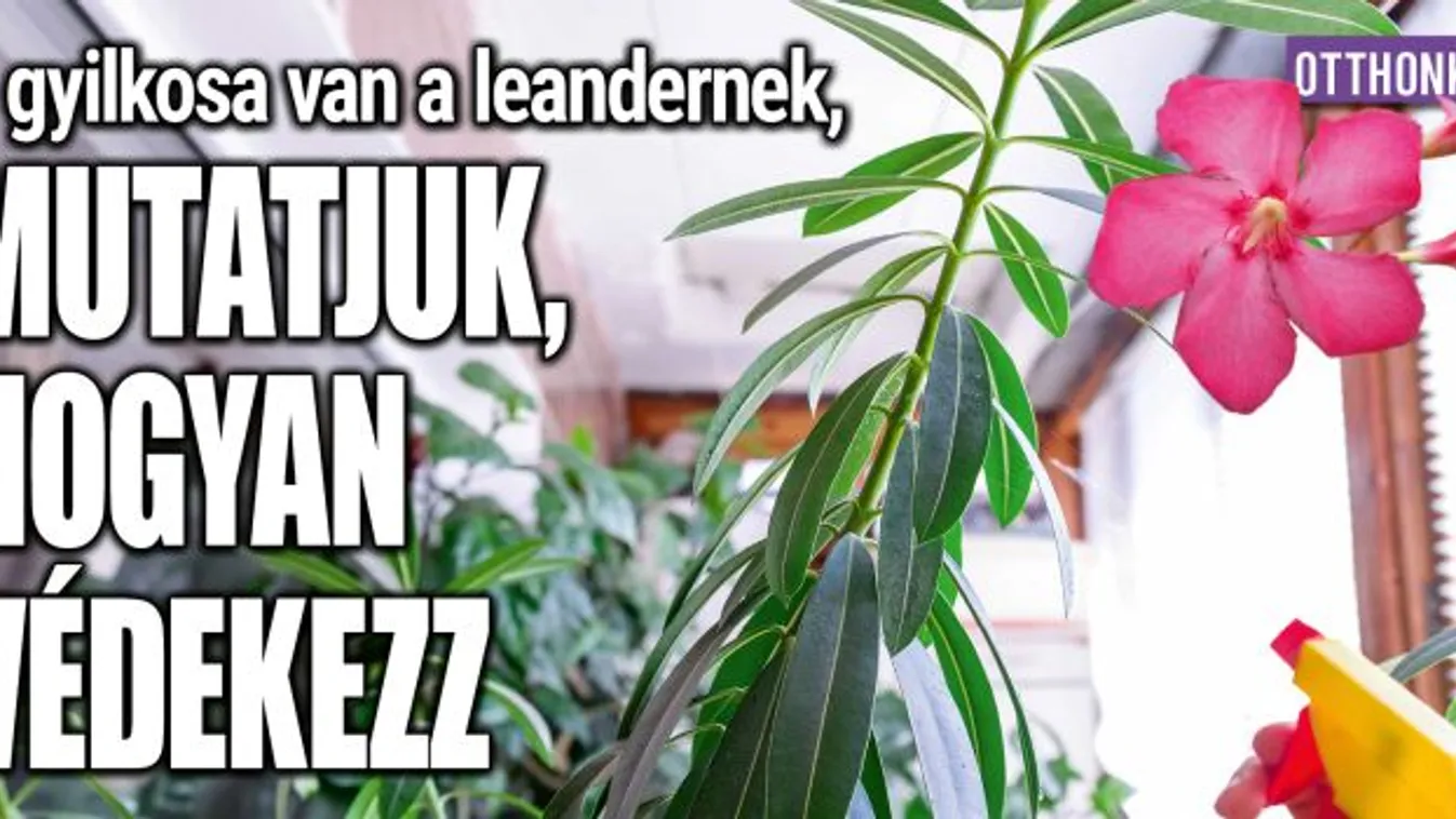 3 gyilkosa van a leandernek, mutatjuk, hogyan védekezz