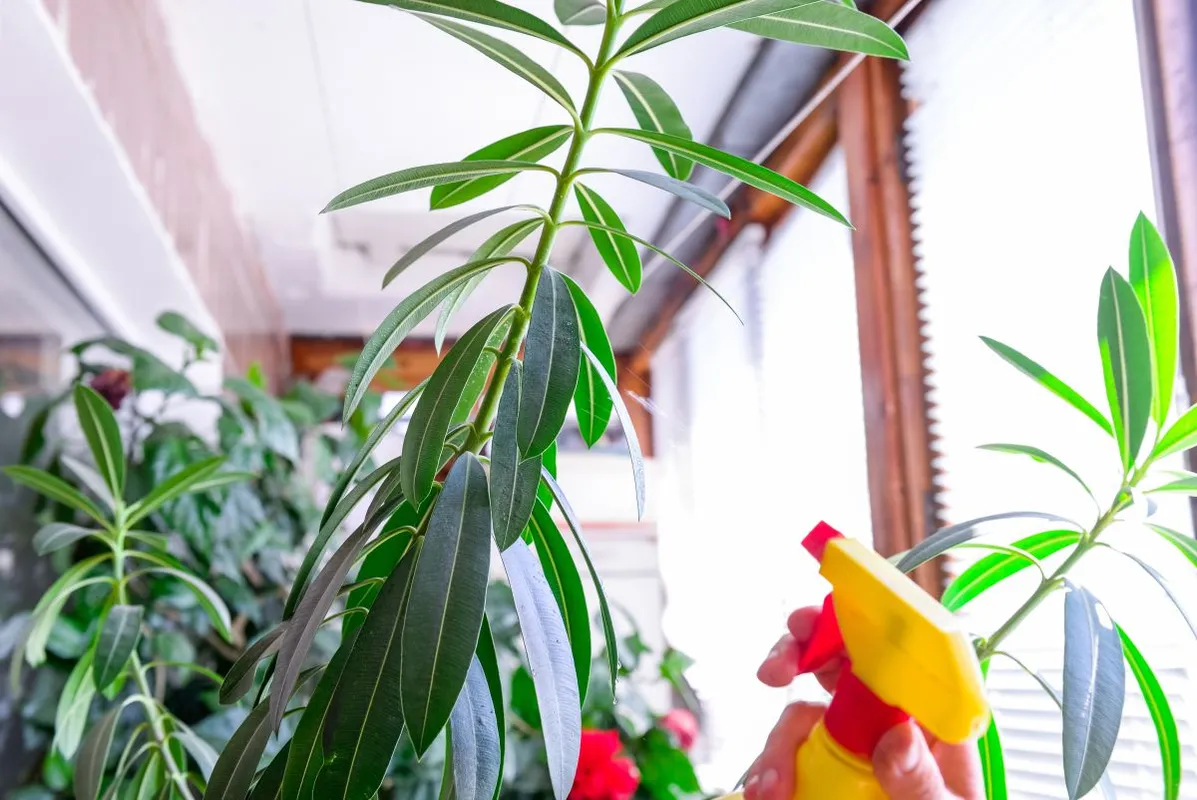 Muszáj védekezni a leander betegségei ellen.