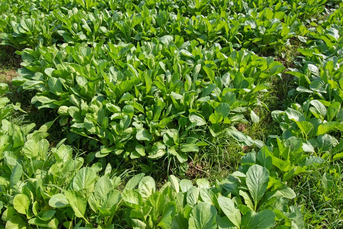 Fertőtleníti a talajt a mustármag a kertben.