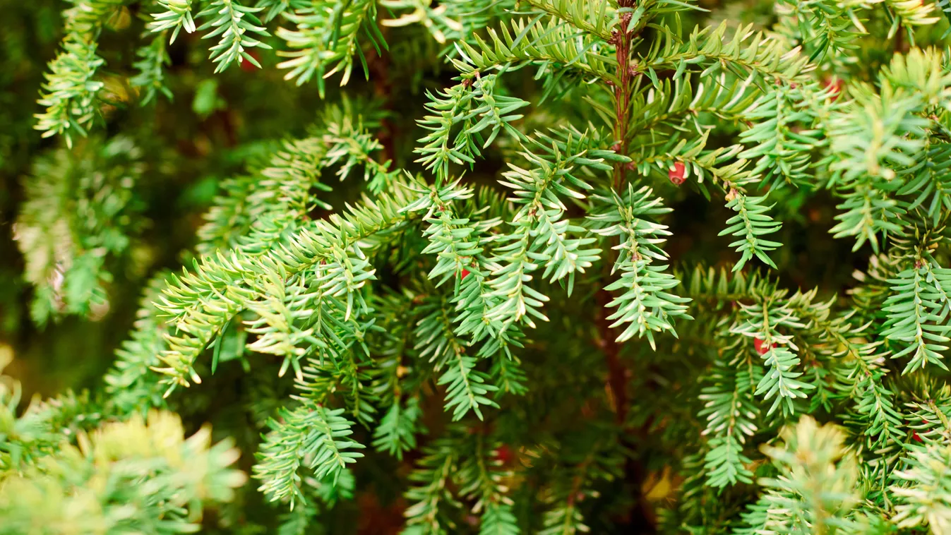 Nézz körül a kertedben: ez a fa veszélyes