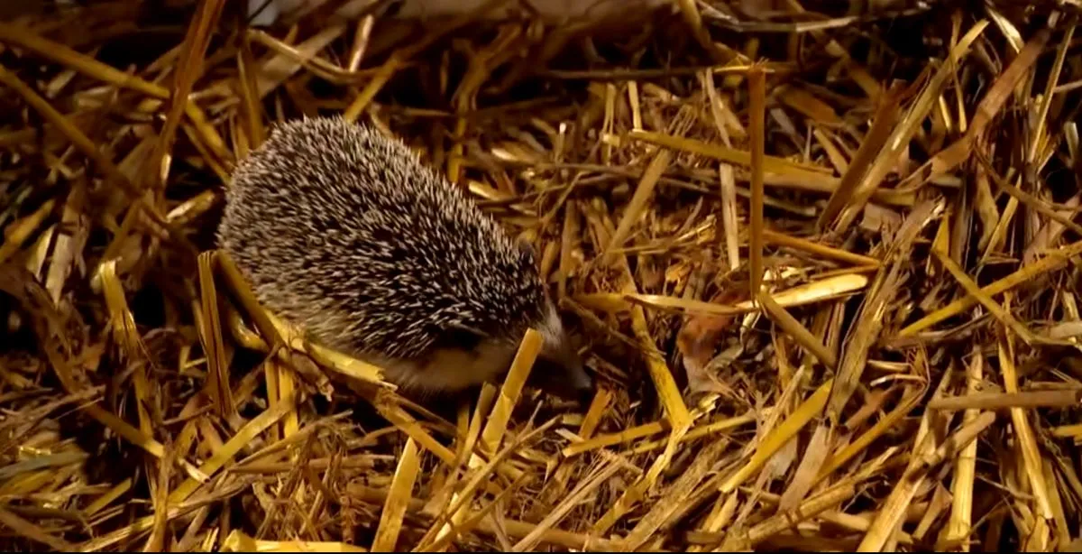 Farm VIP ötödik évad Pumped Gabo sünje