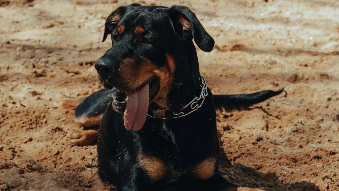 Barátja kutyája marcangolt szét brutálisan egy nőt