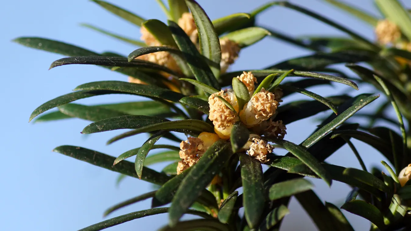 Ez a lándzsás kerti dísz okozza most a legnagyobb problémát