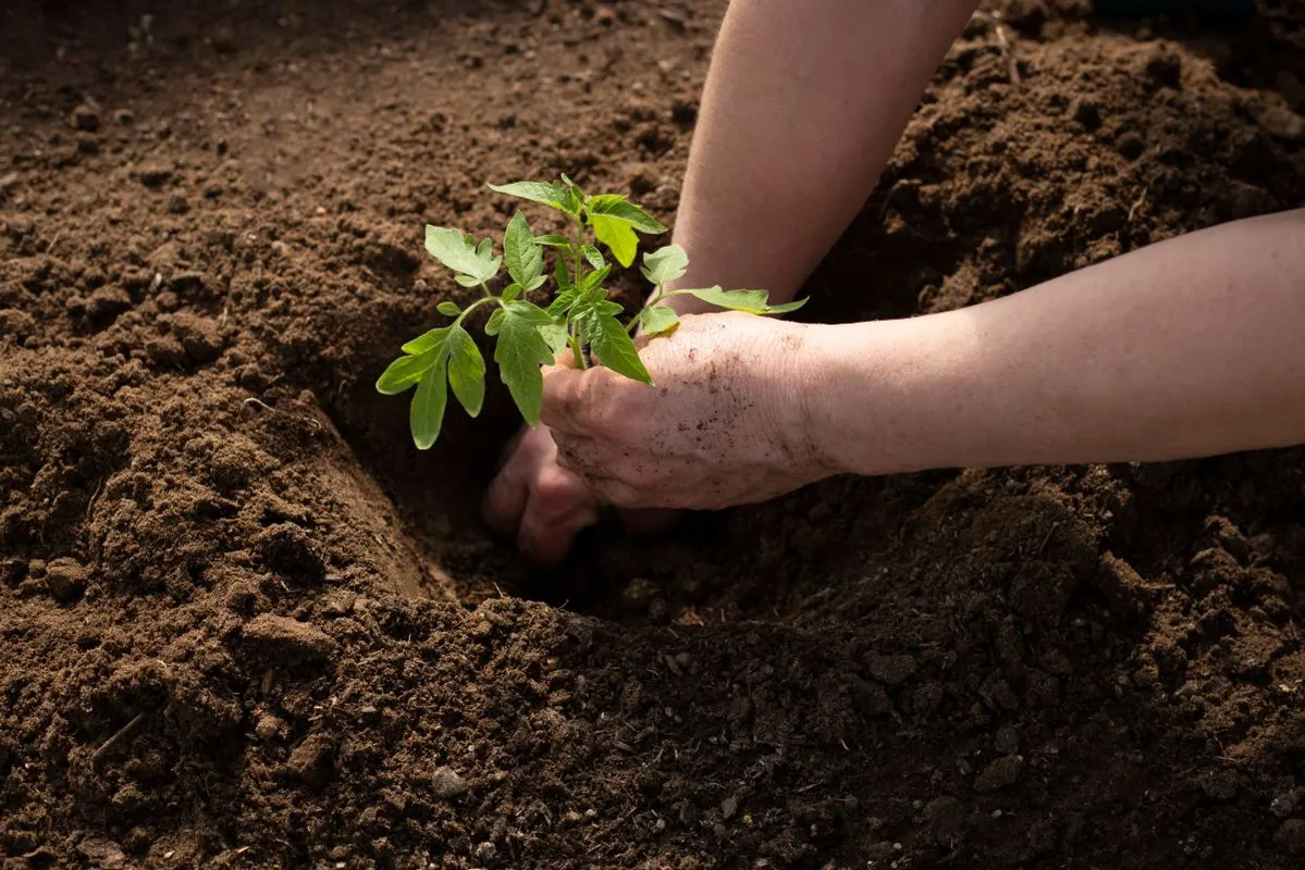 Segít ez a módszer a paradicsom ültetése során.
