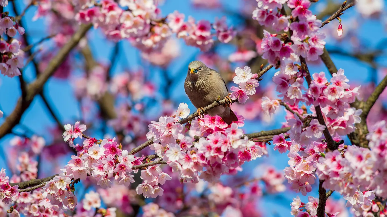 Itt a tavasz, itt van újra!