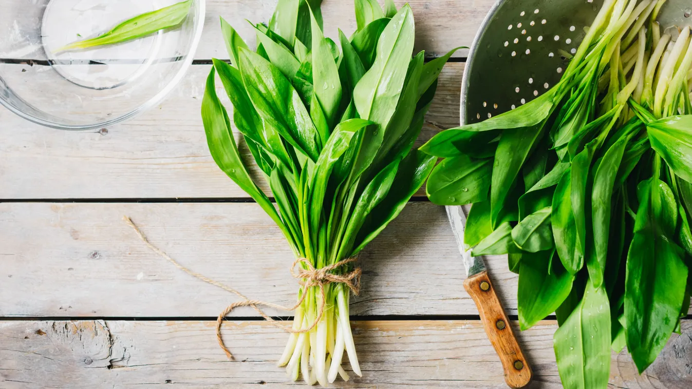 Elkezdődött a medvehagyma szezon