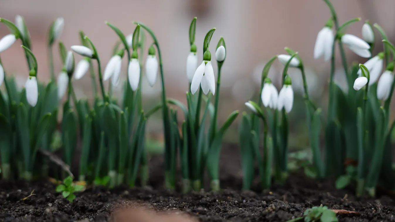 Nevelj profin hóvirágot a lakásodban