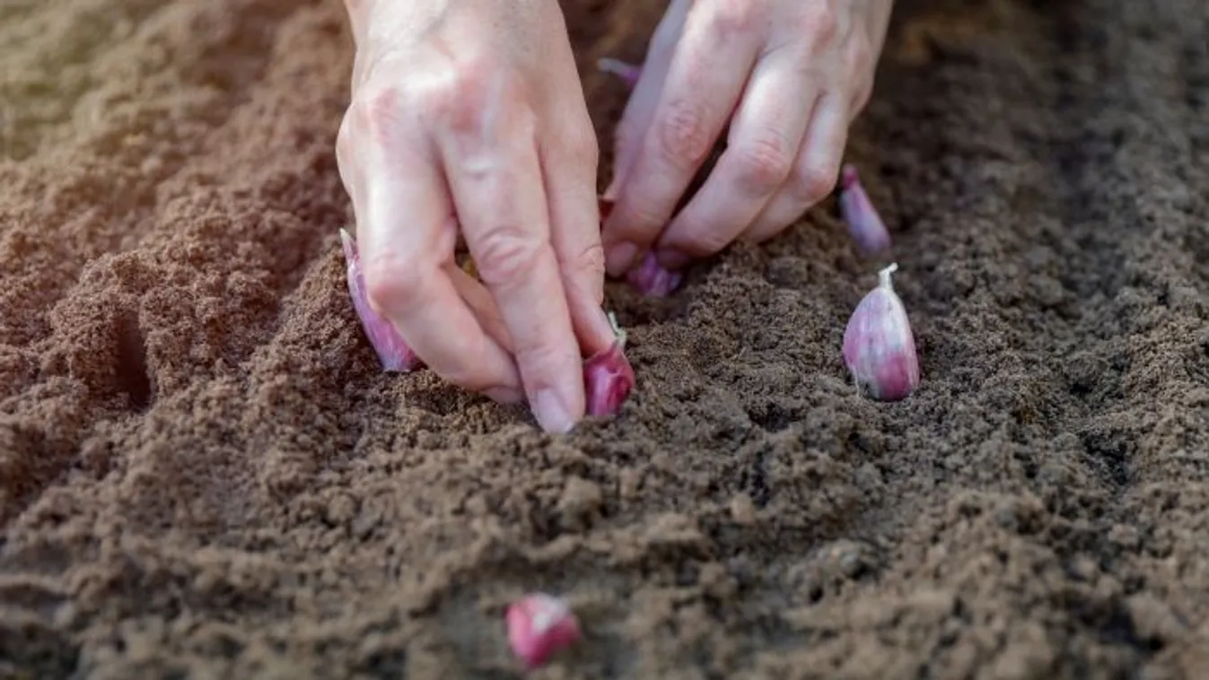Miért ültess fokhagymát a virágágyásba? Meglepő a válasz!