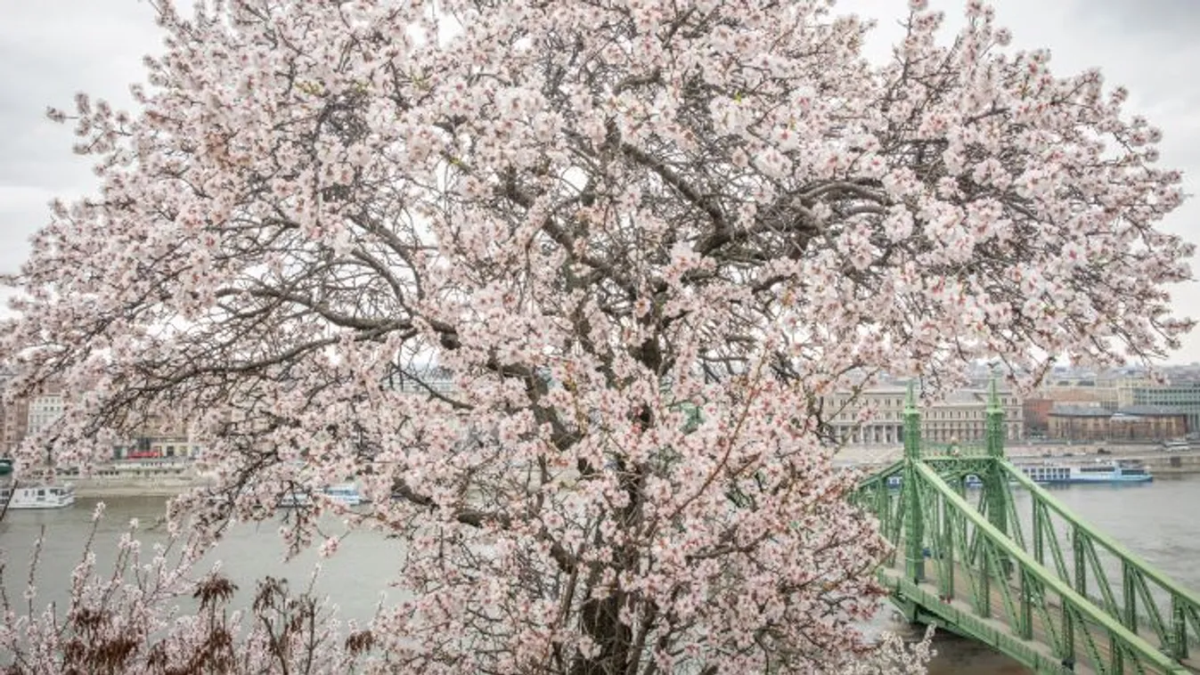 Rejtély: hogyan kerültek a Gellért-hegyre mandulafák?