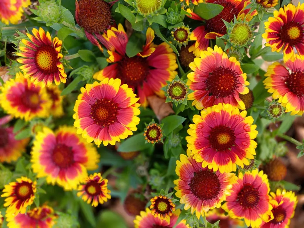 Az igénytelen egynyári virágok egész nyáron szépen mutatnak.