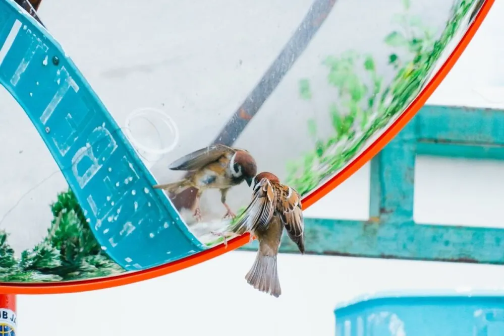 madarak abla tükröződés üveg tükörkép madár vizuálsi szennyezés