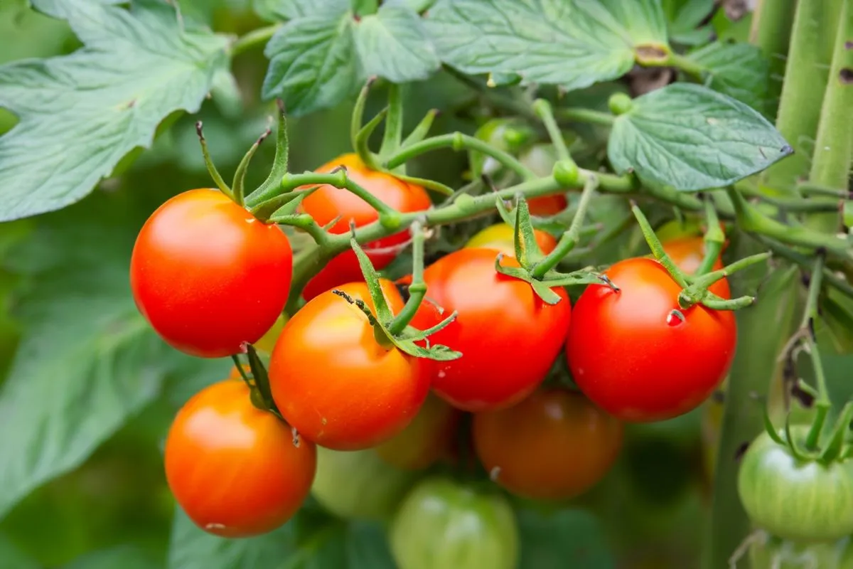 Reménytelennek tűnik a paradicsom nevelése a poloskák miatt.