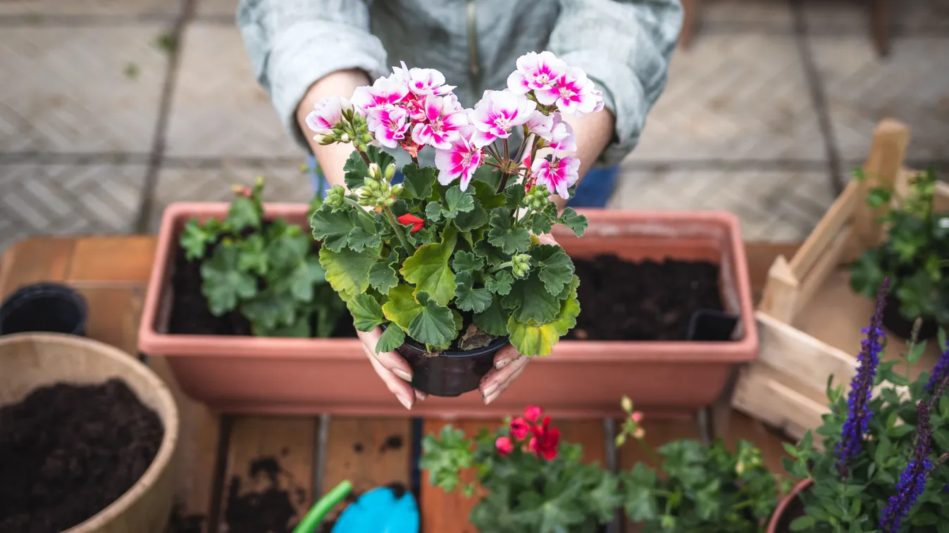 Készítsd fel a muskátlit a szezonra, rengeteg új töved lesz
