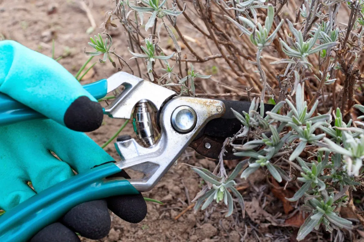Nem bonyolult feladat a levendula metszése.