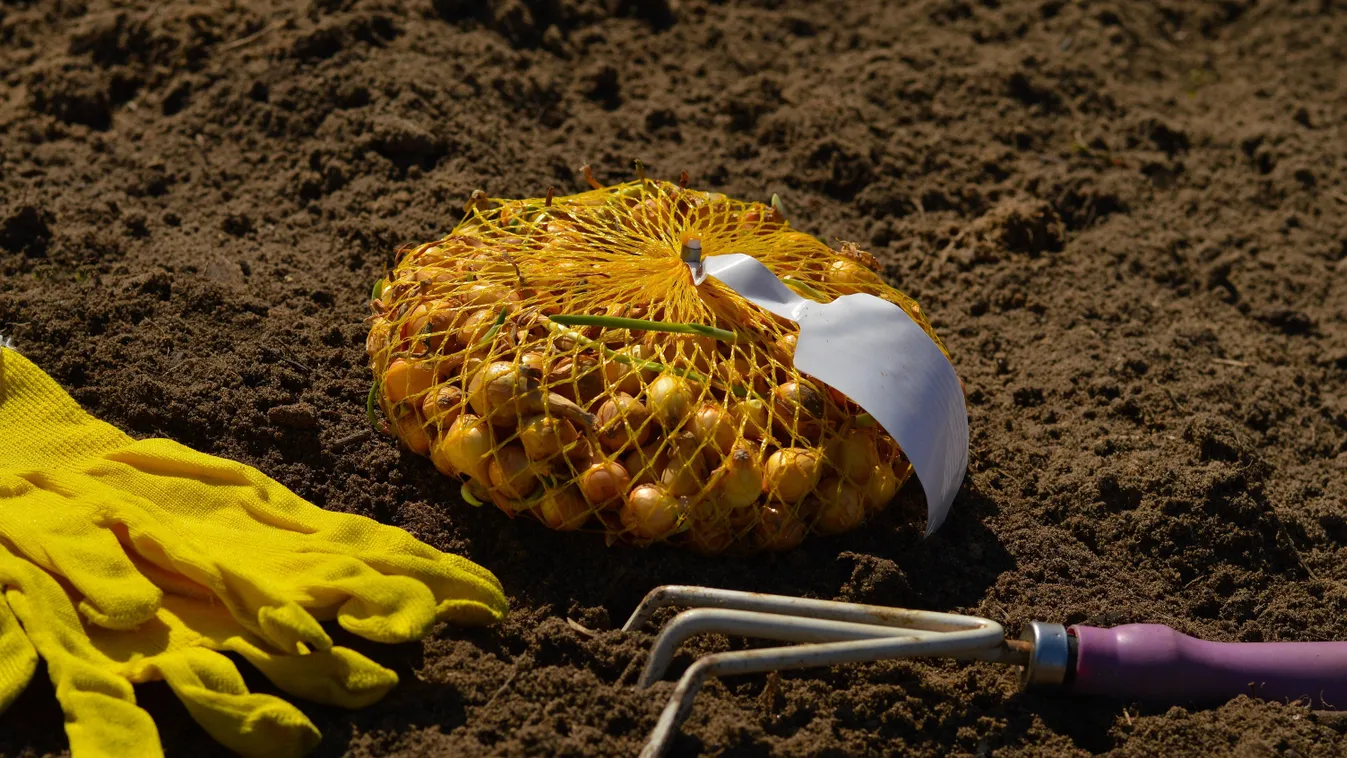 Így tedd le a dughagymát a veteménybe