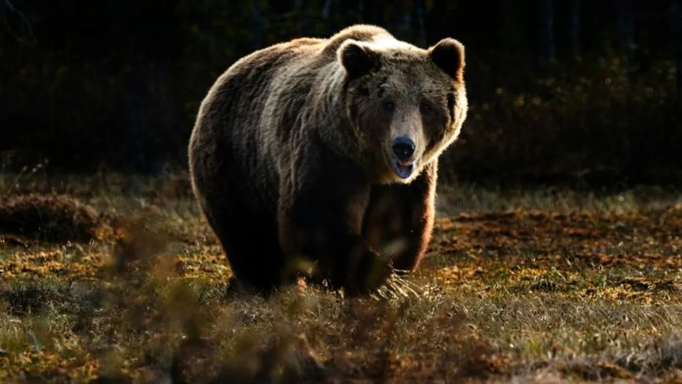 Sokkoló: medvetámadásban vesztette életét egy férfi