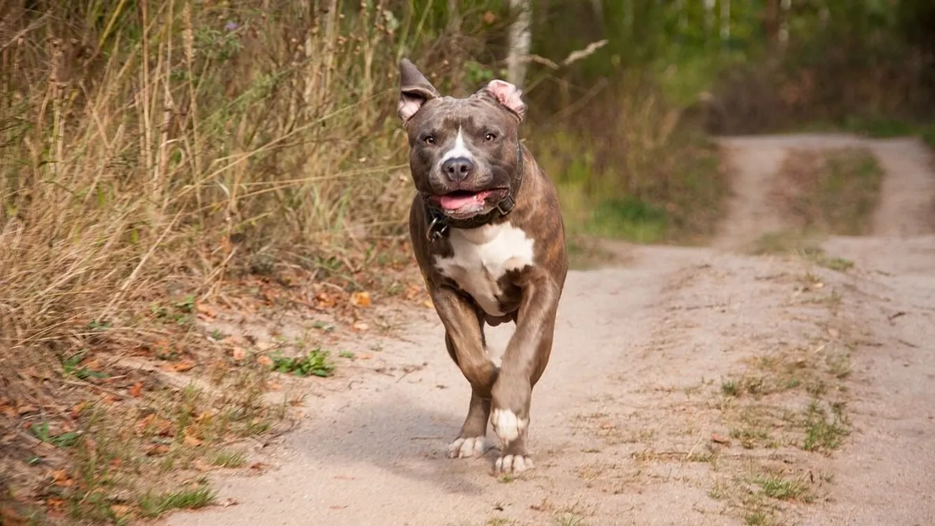 Hátborzongató kutyatámadás történt: két ember is megsérült