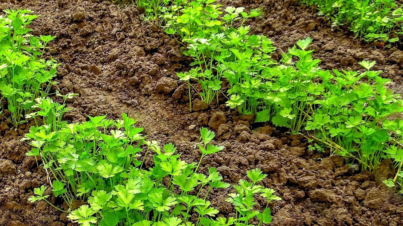 Egyre nagyobb lutri a petrezselyem a veteményben