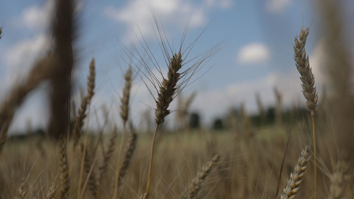 Ukrainian farmer grows crops at his land to increase agriculture as production fallen in Kharkiv Ukrajna