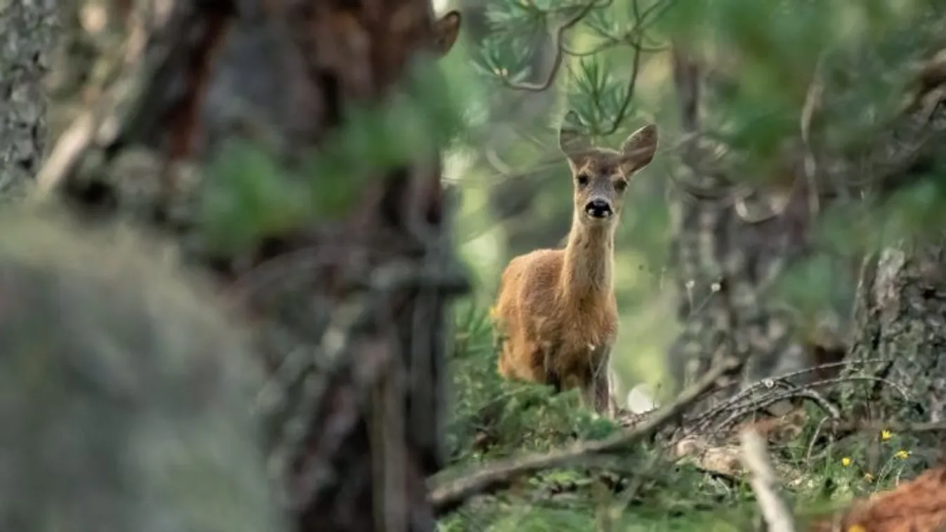 Rejtély: furcsán viselkedtek az őzek a Balatonnál