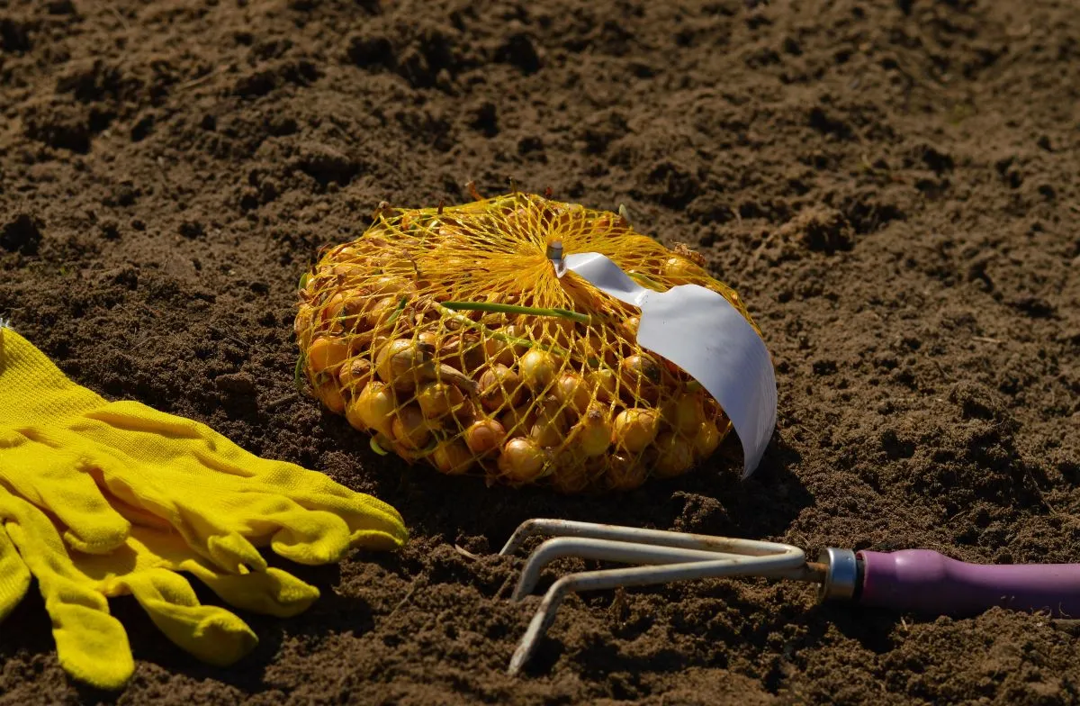 Könnyebb a dughagyma ültetése, ha van kéznél két fakanál. 