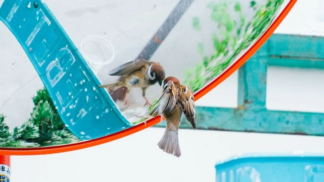 Ezért támadják meg a dühös madarak az ablakokat mostanában