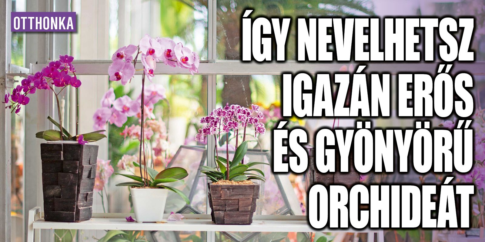 Így nevelhetsz igazán erős és gyönyörű orchideát