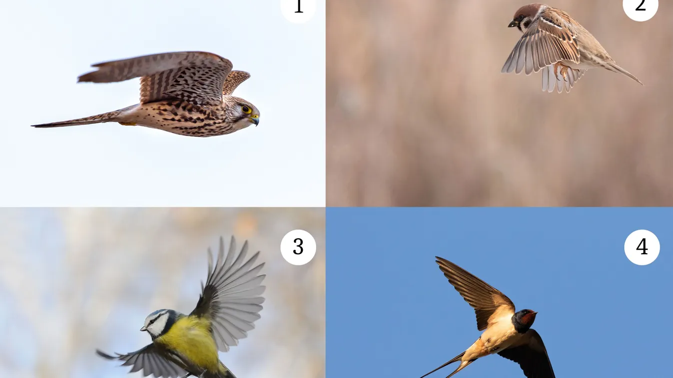 Melyik madárral szárnyalnál? Elárulja, merre tart az életed
