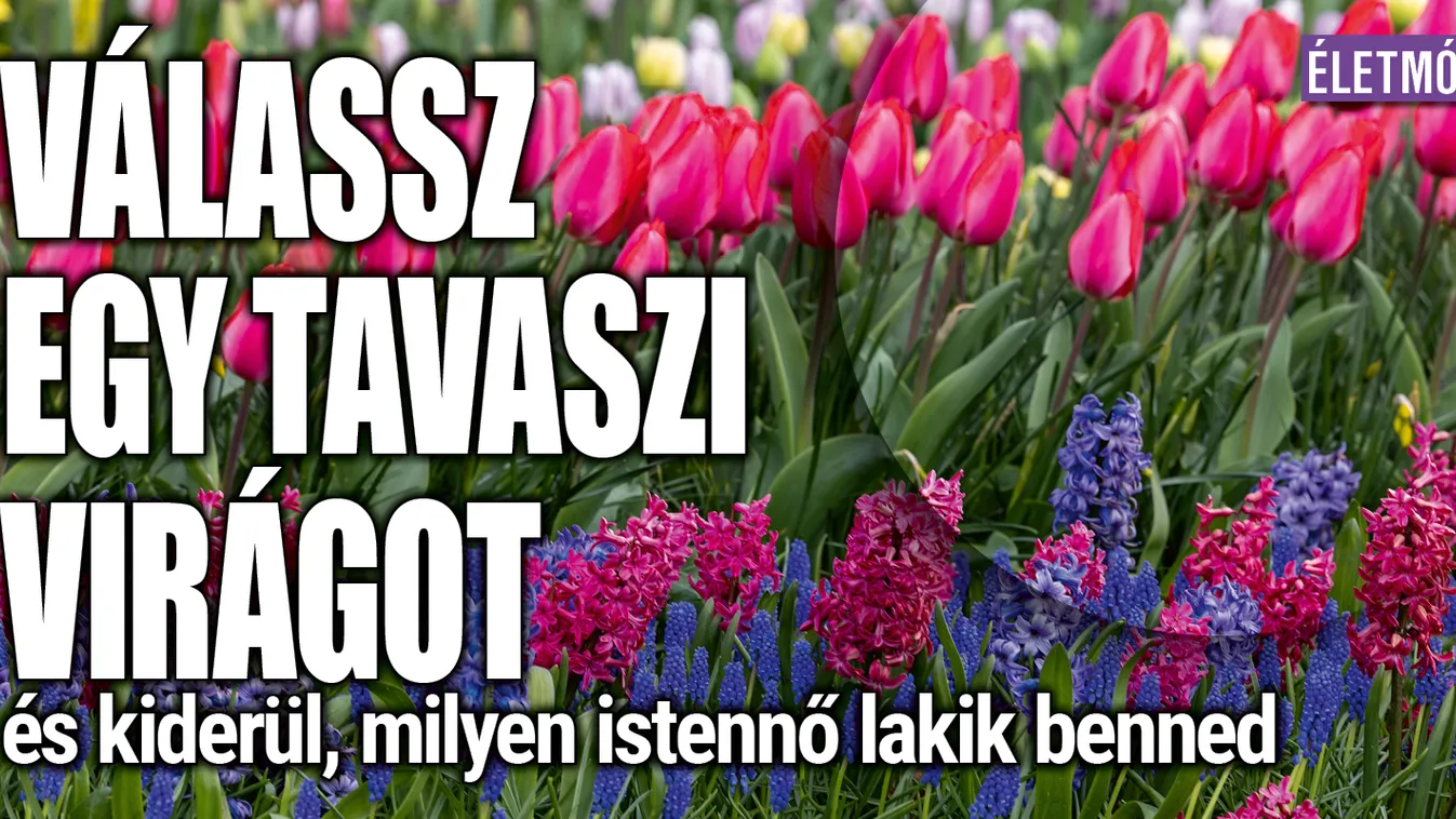 Válassz egy tavaszi virágot és kiderül, milyen istennő vagy