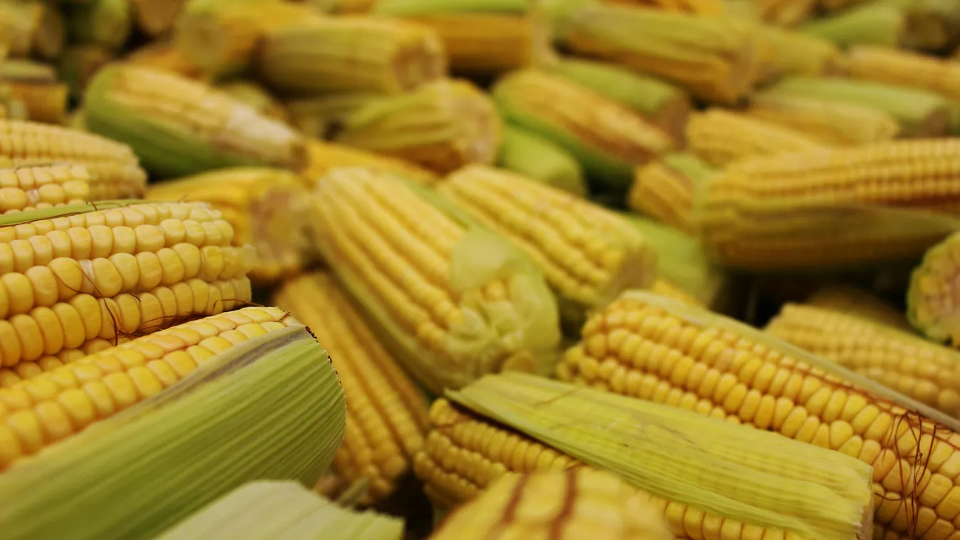 Ukrajna miatt ellephetnek minket a génmódosított növények