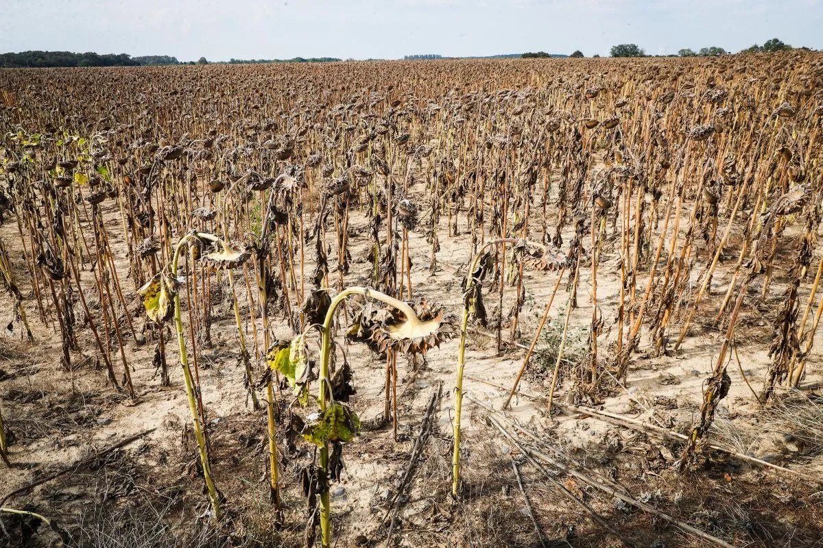 20240831_aszaly_ikervar_szp_vn (8)