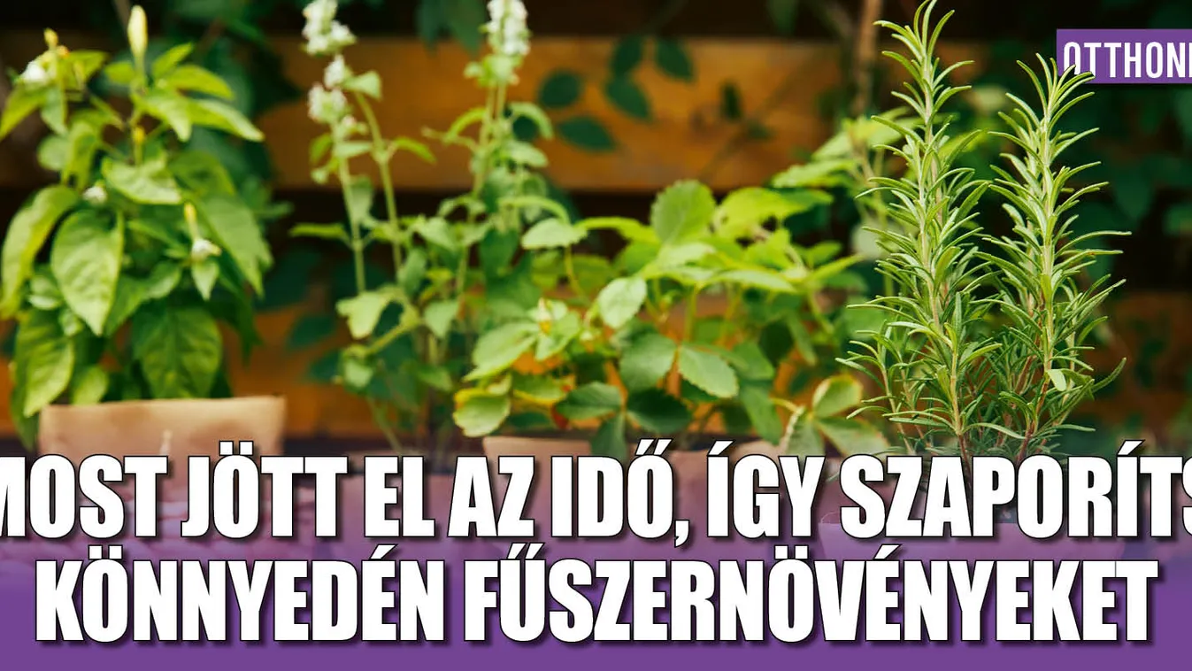 Most jött el az idő, így szaporíts fűszernövényeket