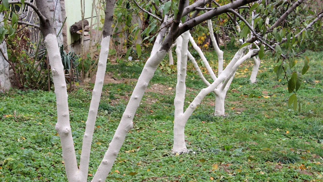 Ezt kend a gyümölcsfák törzsére, bőséges lesz a termés