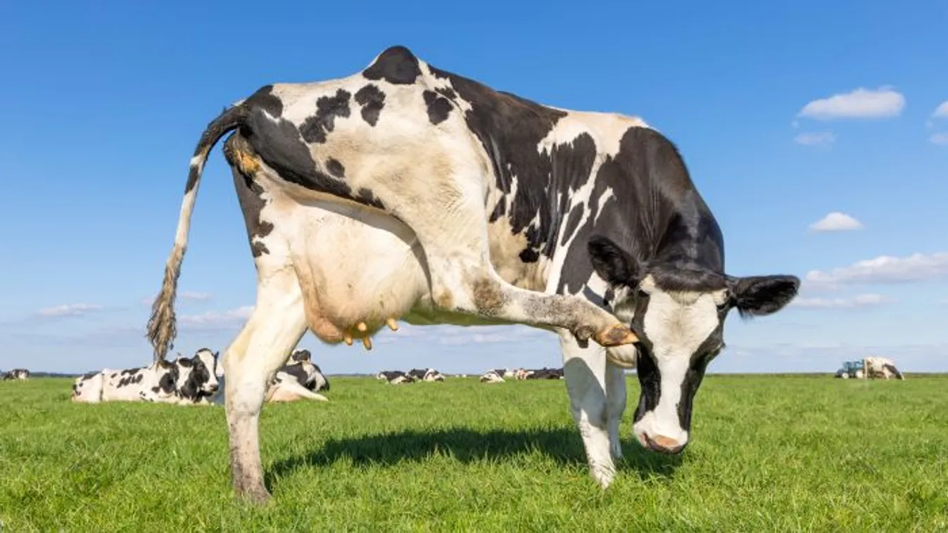 Tények és tévhitek a száj- és körömfájás vírusról